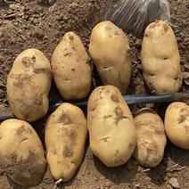 荷兰十五土豆3两起步大量供应