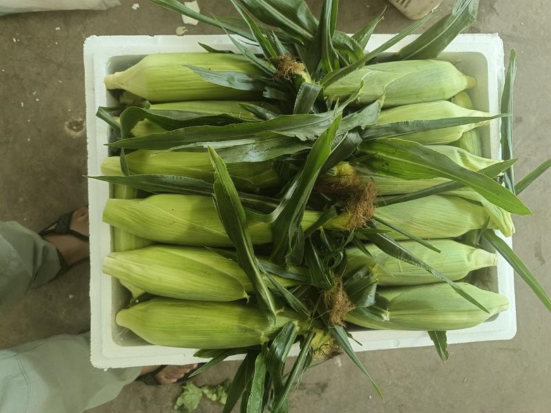 云南精品水果玉米大量上市，万亩基地，量大从优，欢迎订购