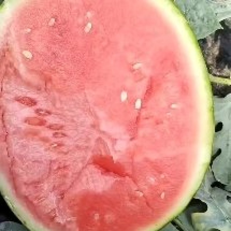 蒲城西瓜-慕甜嘉宝规格齐全支持视频看货代发