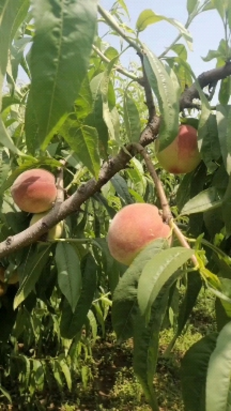 桃子成熟欢迎各位老板订购