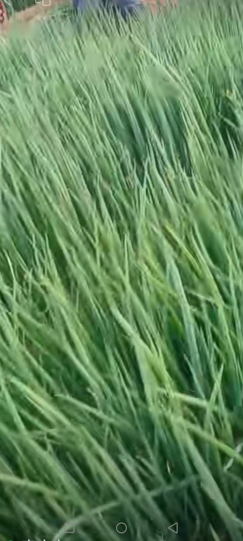 小香葱-基地直供-货源充足-保证质量。