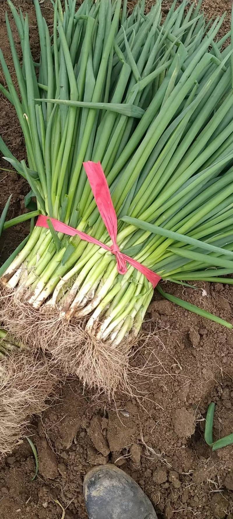 小香葱-基地直供-货源充足-保证质量。