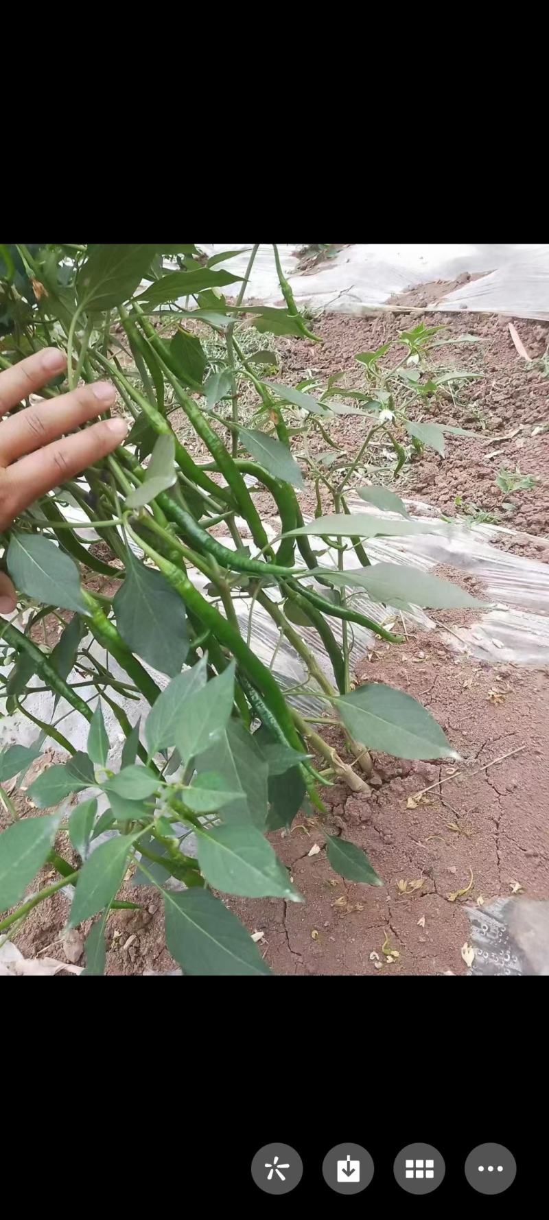 3号辣椒