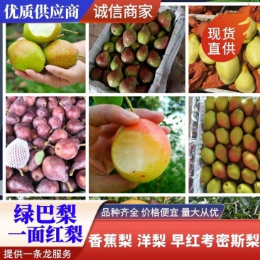 早红考密斯梨,河南早红考密斯梨产地直供60#