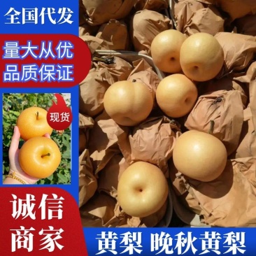 晚秋黄梨供应河南三门峡晚秋巴梨红梨60#