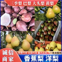 巴梨一面红梨香蕉梨大头梨无核梨红啤梨60#