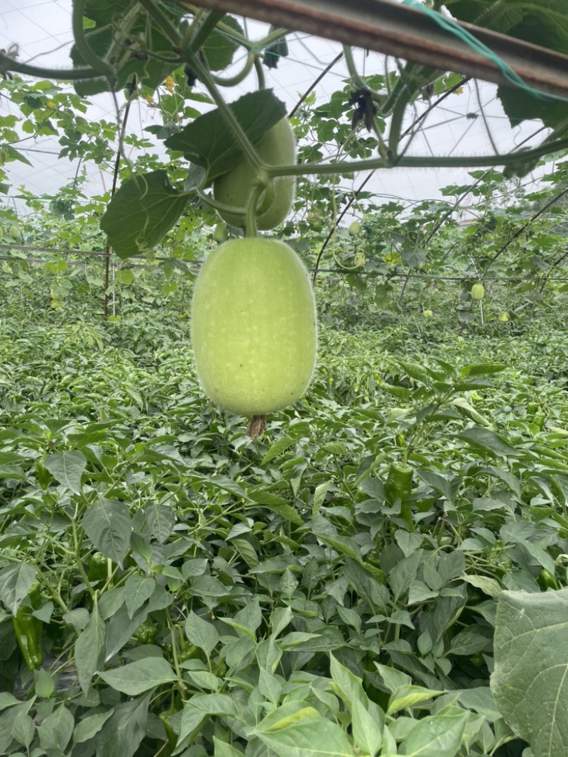 遂宁米冬瓜，嫩冬瓜。价格随行就市。