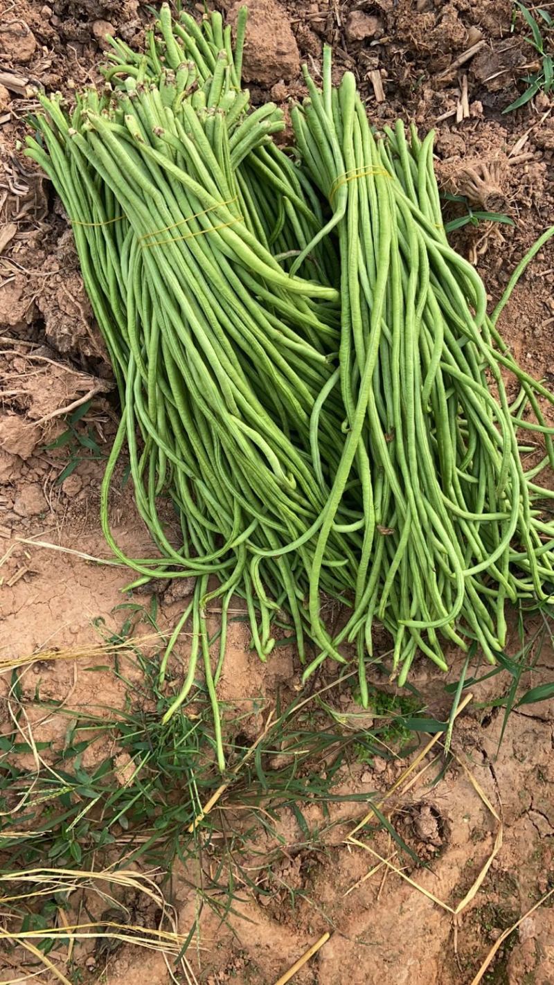 高山精品长刚豆量大可供应