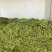 高山精品长刚豆量大可供应