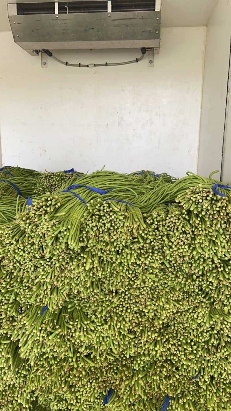 高山精品长刚豆量大可供应