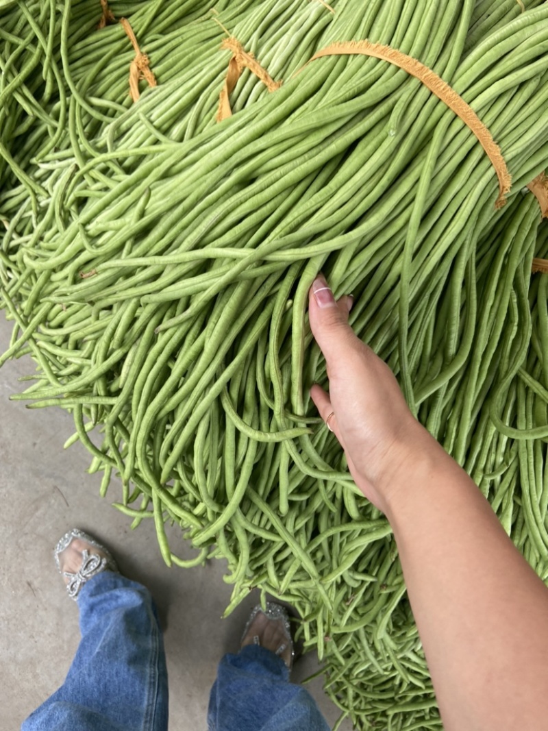 高山精品长刚豆量大可供应