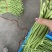 高山精品长刚豆量大可供应