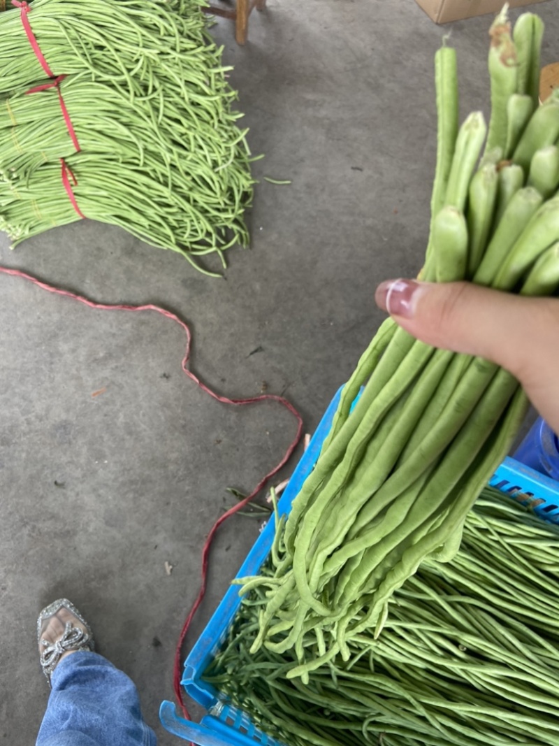 高山精品长刚豆量大可供应