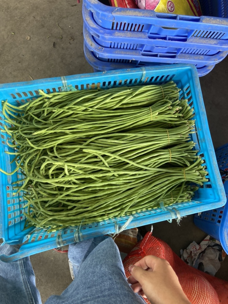 高山精品长刚豆量大可供应