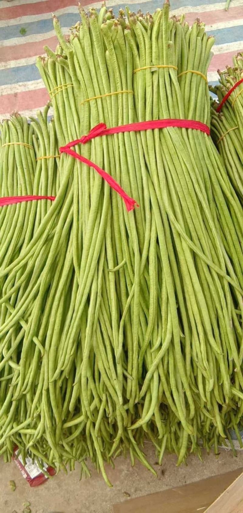 高山精品长刚豆量大可供应