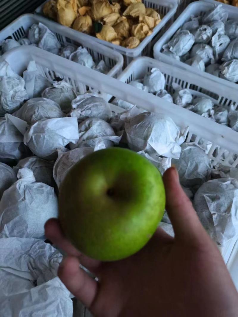 湖北精品翠冠梨大量供应，产地直发，品质保证，批发量大优惠