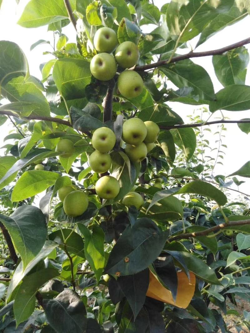 湖北精品翠冠梨大量供应，产地直发，品质保证，批发量大优惠