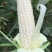 玉米糯玉米20~30%花糯。花甜糯。水果玉米
