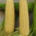 玉米糯玉米20~30%花糯。花甜糯。水果玉米