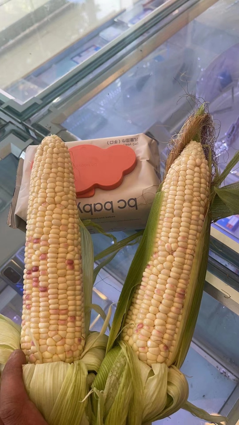 玉米糯玉米20~30%花糯。花甜糯。水果玉米