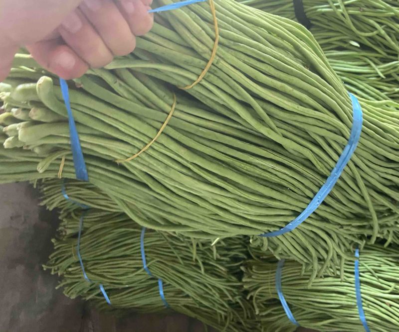 高山精品长刚豆量大可供应