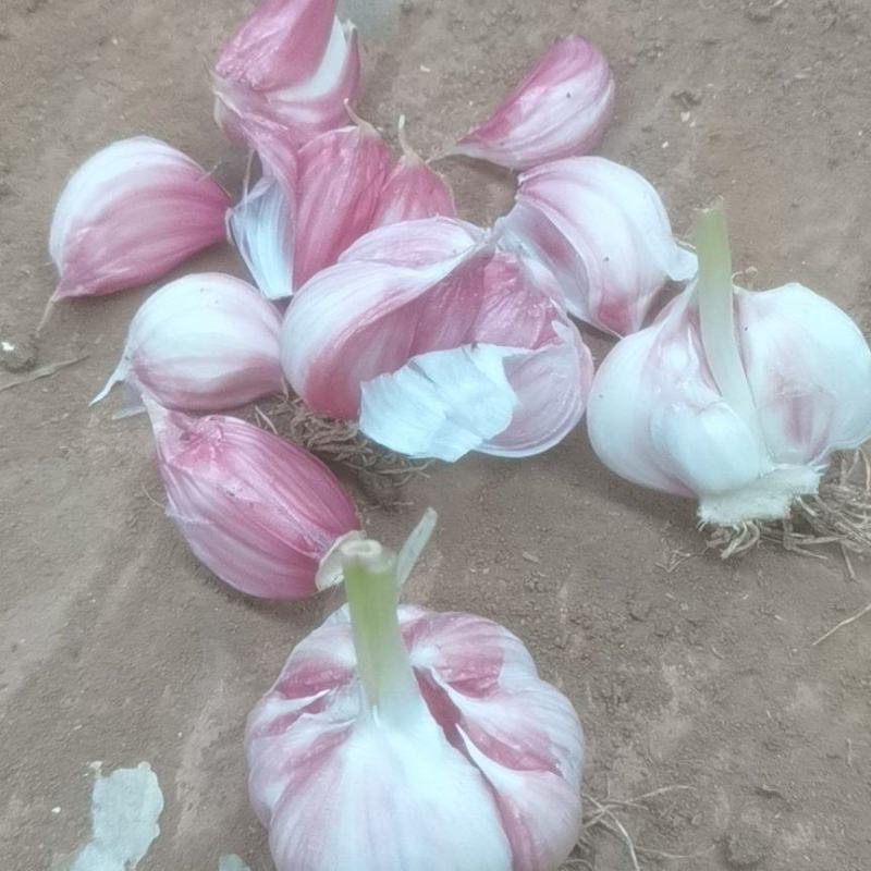瓣蒜