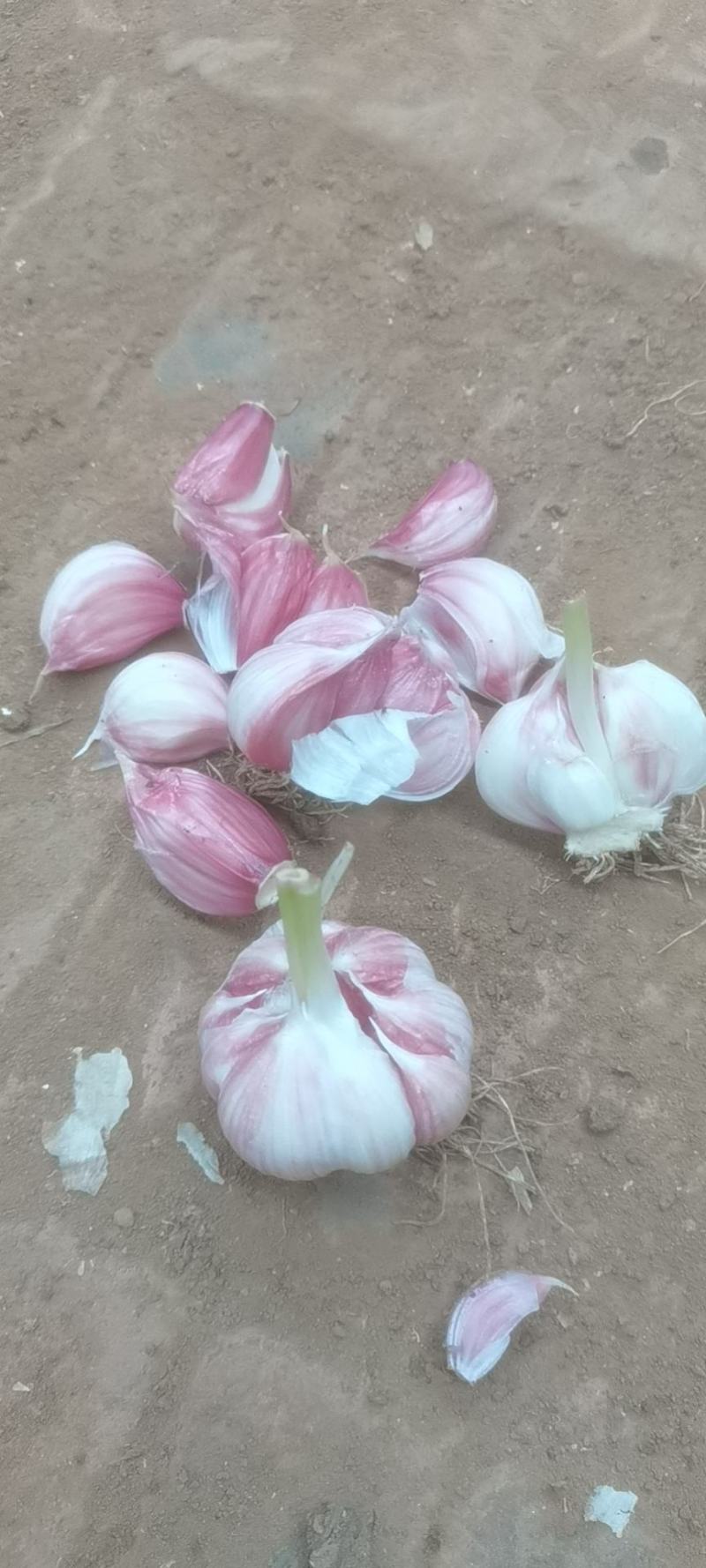 瓣蒜