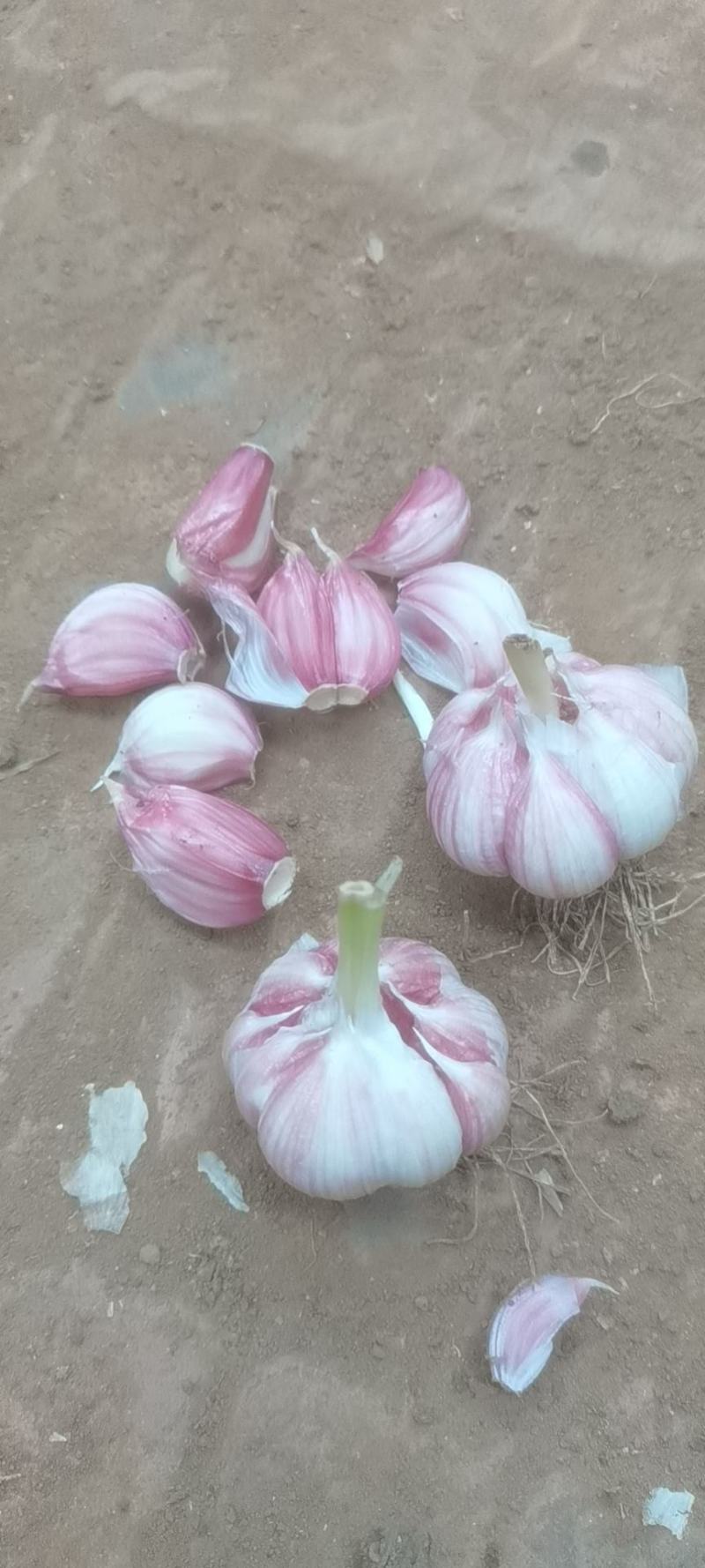 瓣蒜