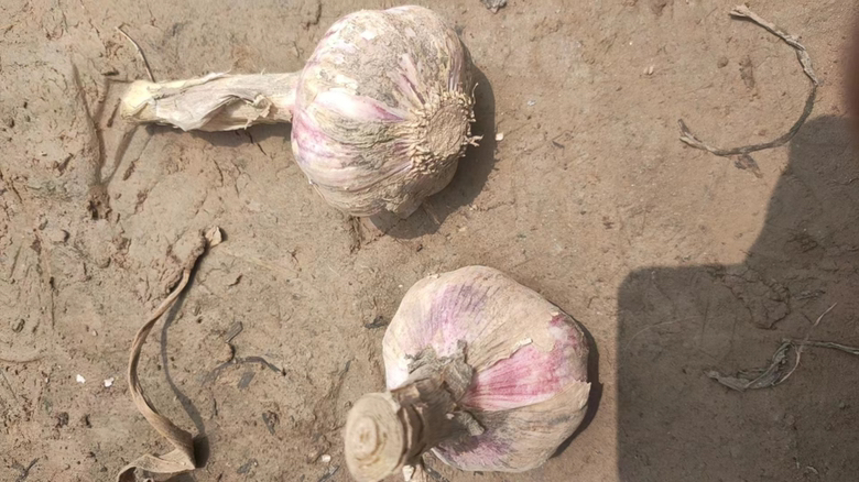 杏鲍菇与蒜苗食材准备图