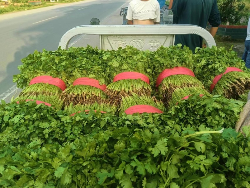 【大叶香菜】平顶山汝州直发大量上市万亩基地全国供应