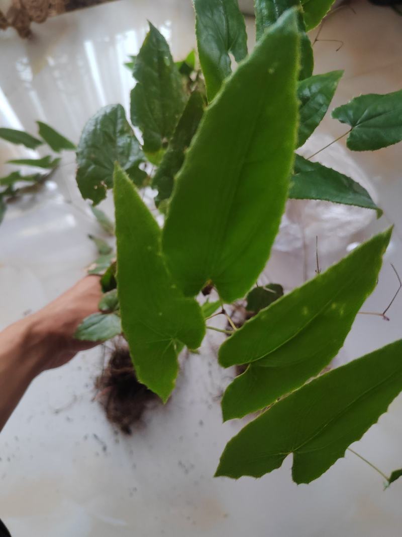 淫羊藿，