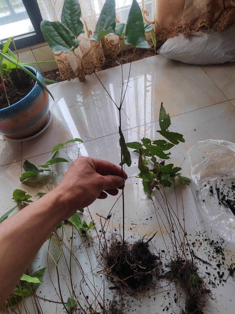 淫羊藿，