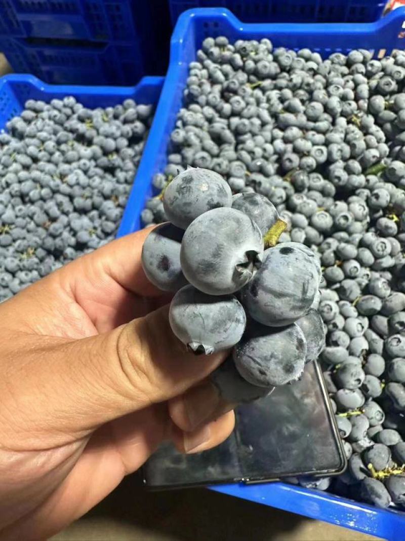 奥尼尔薄雾大批量上市，主要供应连锁商超酒店精品水果店批发