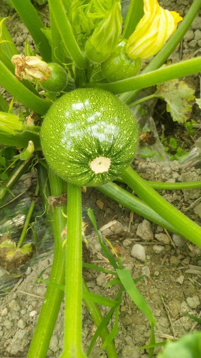 贵州高山西葫芦