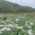 贵州高山西葫芦