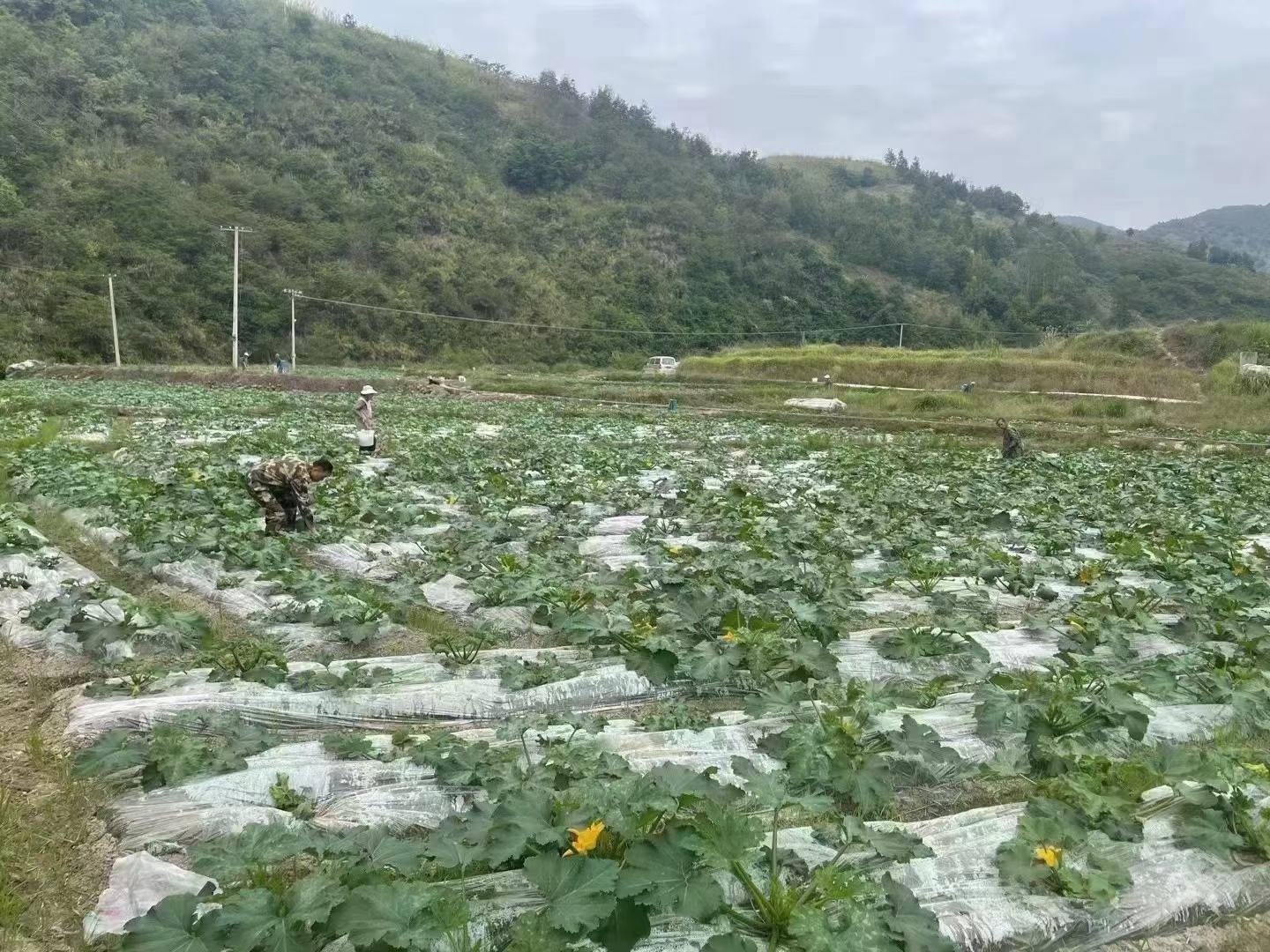 除草剂喷洒现场图