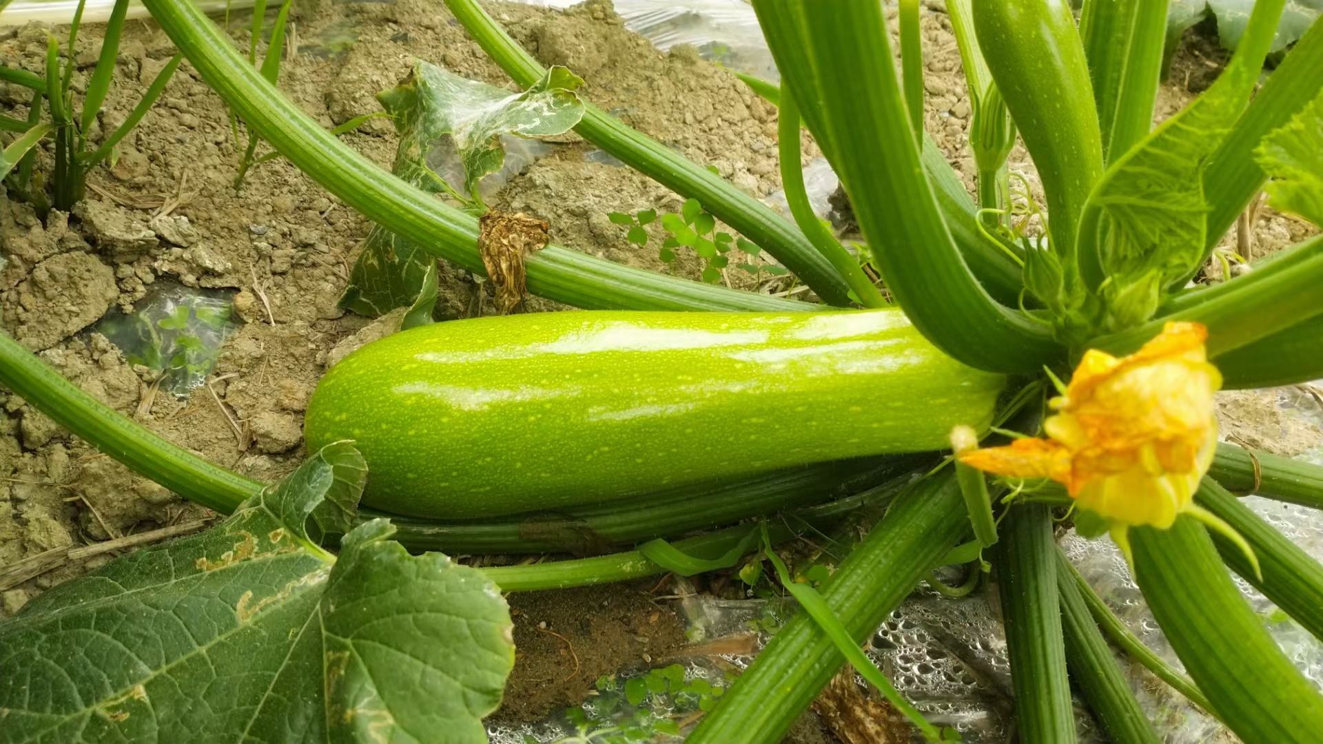 西葫芦果实发苦现象