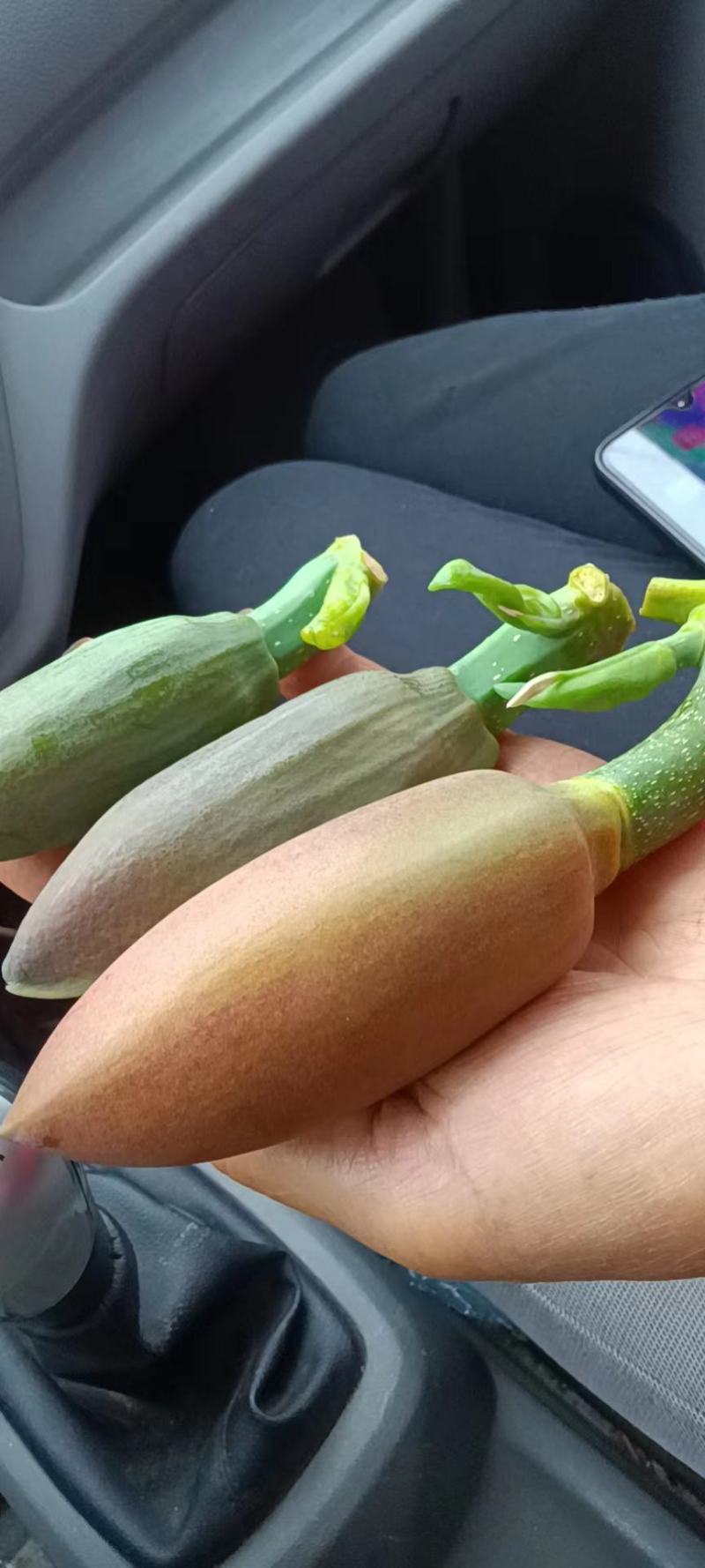 广西桂林全州县，大量厚朴花出售，有需要的老板请联系