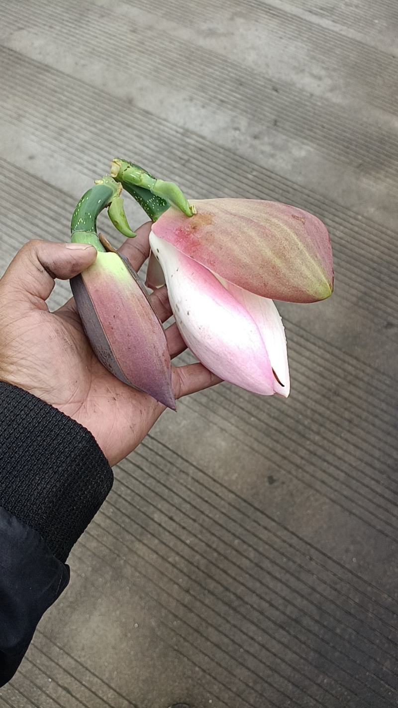 广西桂林全州县，大量厚朴花出售，有需要的老板请联系