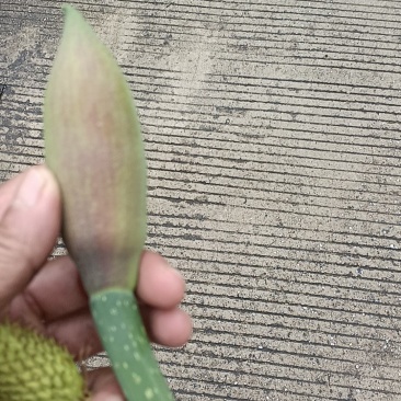 广西桂林全州县，大量厚朴花出售，有需要的老板请联系