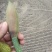 广西桂林全州县，大量厚朴花出售，有需要的老板请联系