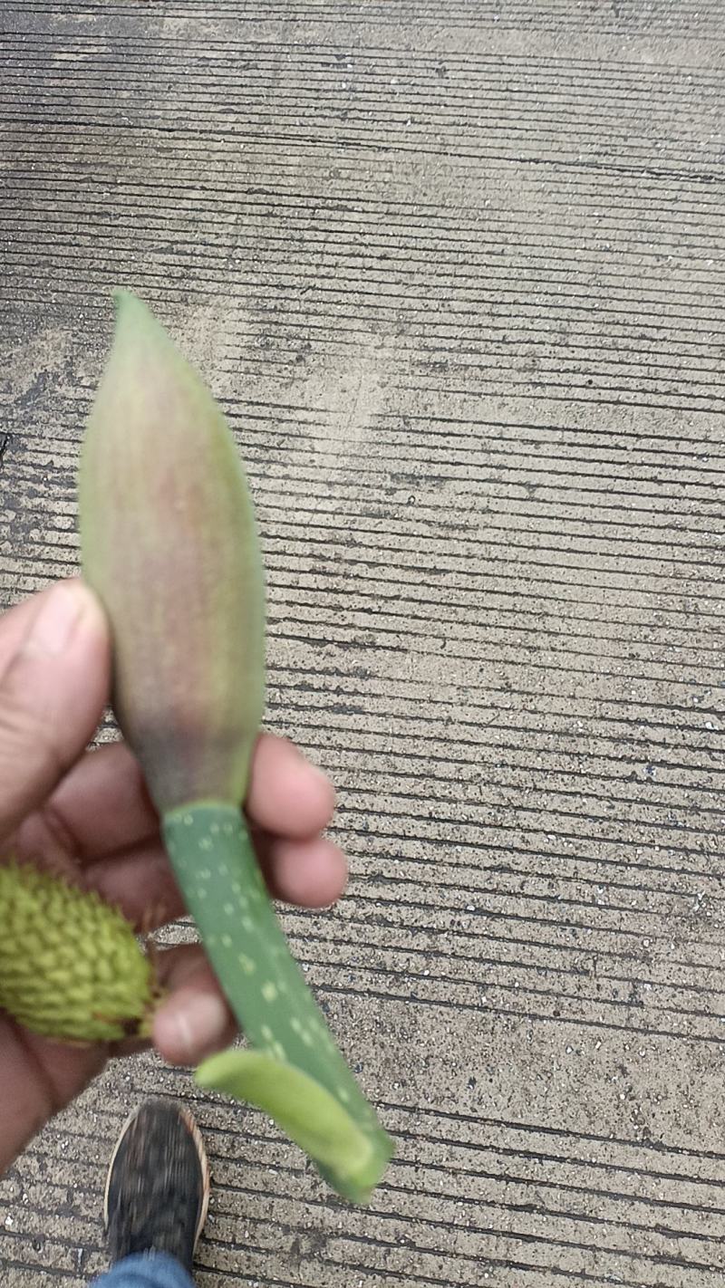 广西桂林全州县，大量厚朴花出售，有需要的老板请联系