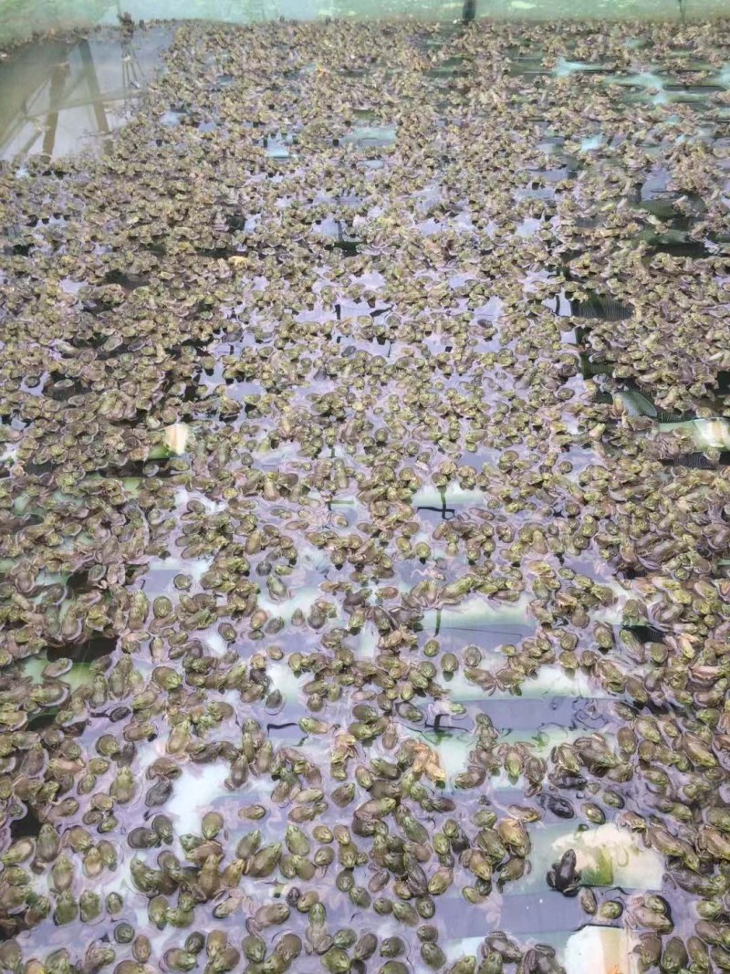 牛蛙苗，小四脚