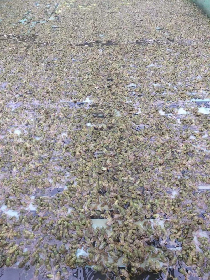 牛蛙苗，小四脚