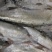 广西翅嘴魚邱兰刀魚