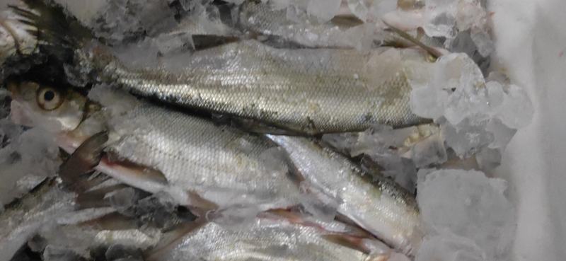广西翅嘴魚邱兰刀魚
