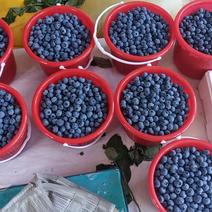 山东潍坊临朐精品妙享蓝莓产地直发，价格不高，欢迎您的莅临