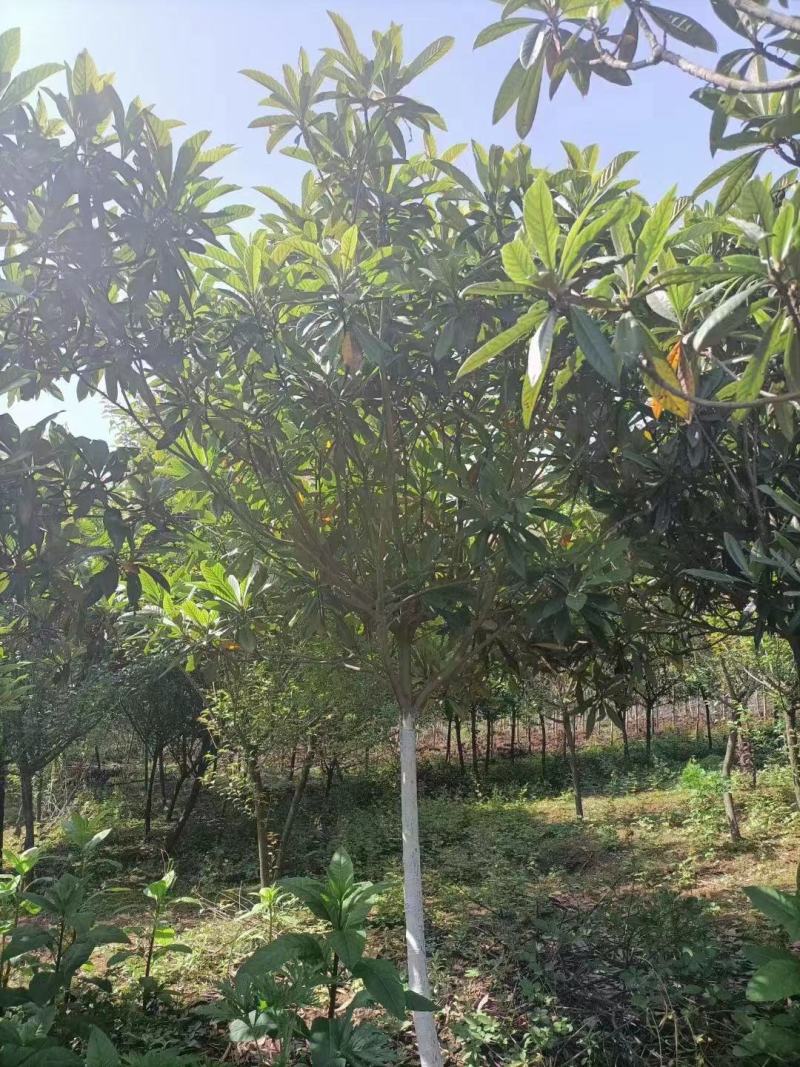 枇杷树5-7公分大量现货