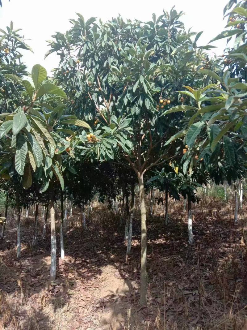 枇杷树5-7公分大量现货
