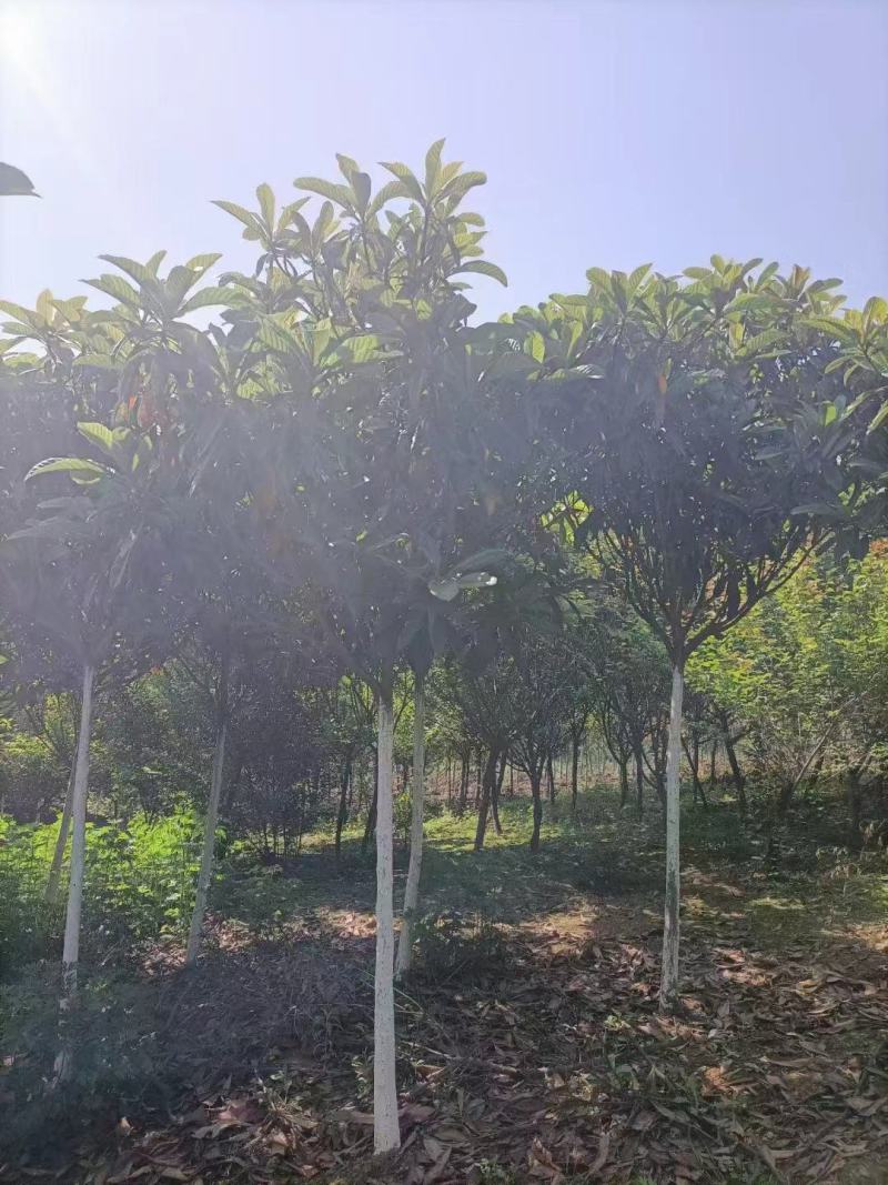 枇杷树5-7公分大量现货